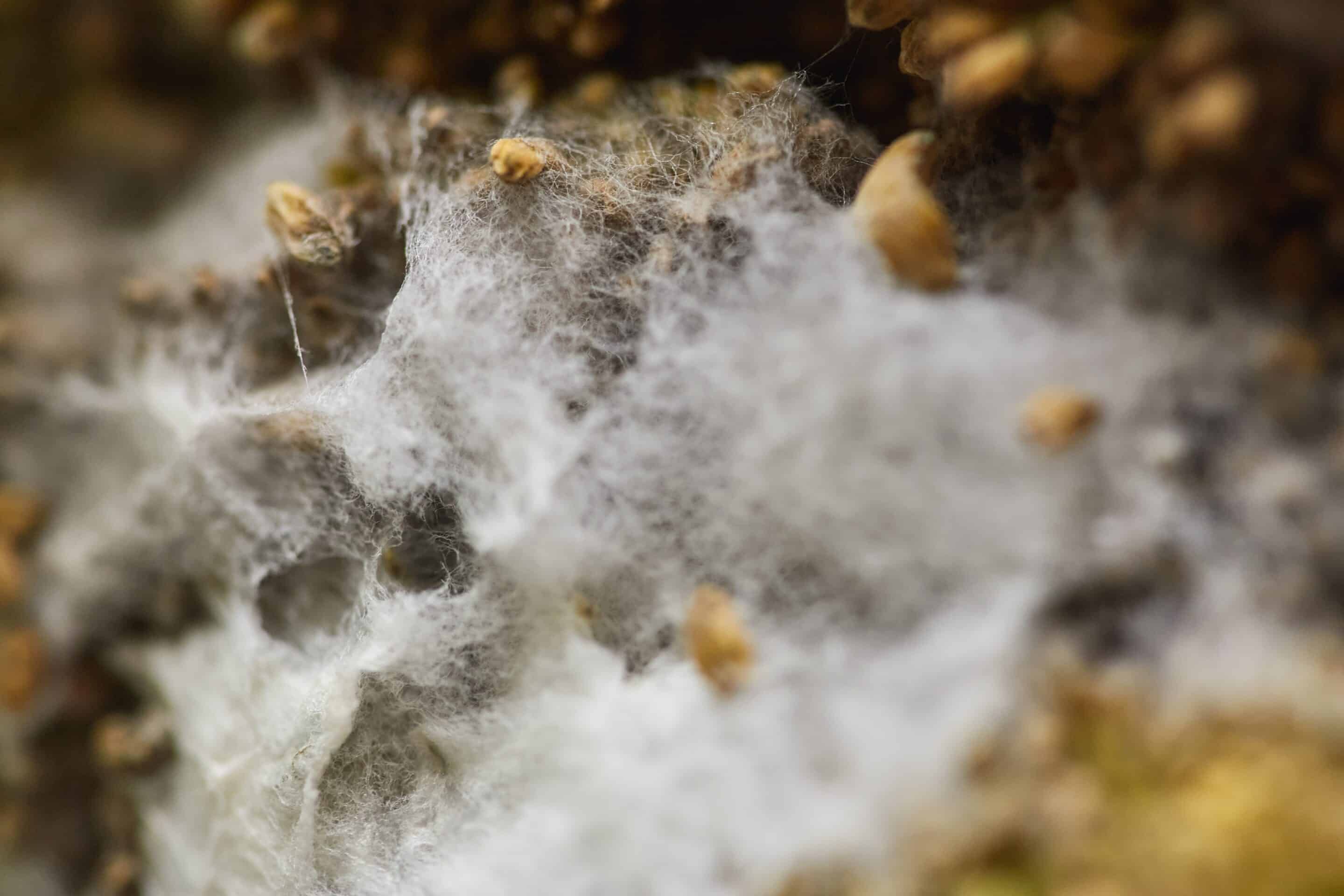 close-upviewofmoldmyceliumandseedsonadecomposing