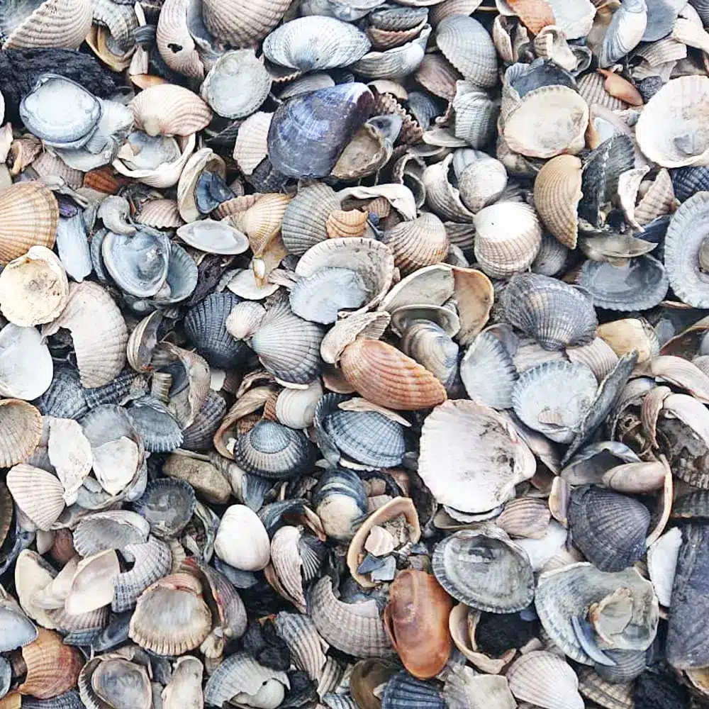 Terugblik: I am Material | Biobased: Dierlijk